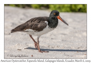 American Oystercatcher