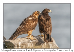 Galapagos Hawks