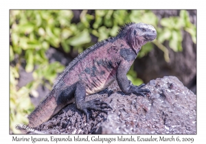 Marine Iguana