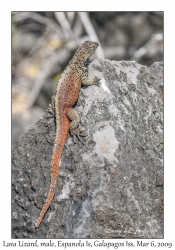 Lava Lizard, male