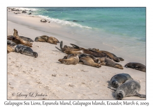 Galapagos Sea Lions