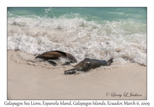 Galapagos Sea Lions