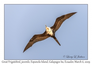 Great Frigatebird, juvenile