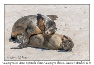 Galapagos Sea Lions