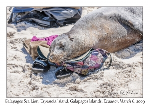 Galapagos Sea Lion