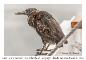 Lava Heron, juvenile