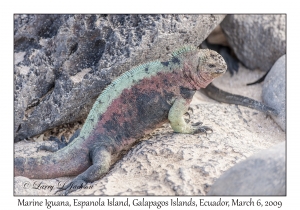 Marine Iguana