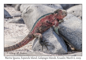 Marine Iguana