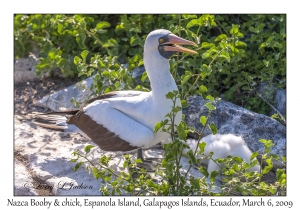 Nazca Booby & chick