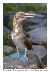 Blue-footed Booby, female