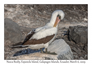 Nazca Booby