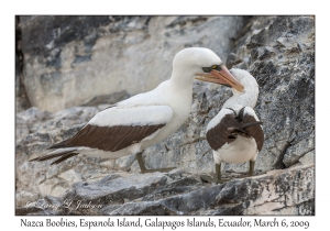 Nazca Boobies