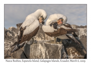 Nazca Boobies