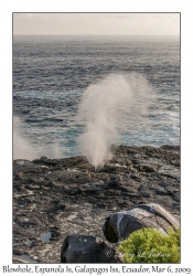 Blowhole