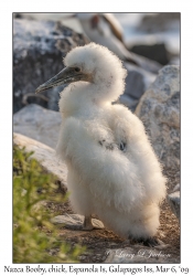 Nazca Booby chick