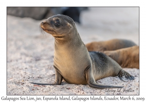 Galapagos Sea Lion, juvenile