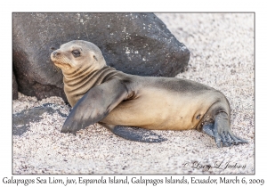 Galapagos Sea Lion, juvenile