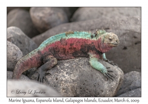 Marine Iguana