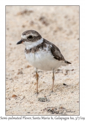 Semi-palmated Plover