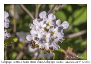 Galapagos Lantana