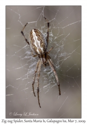 Zig-zag Spider