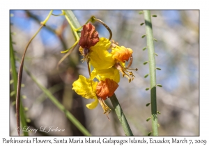 Parkinsonia