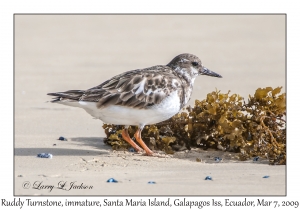 Ruddy Turnstone, immature