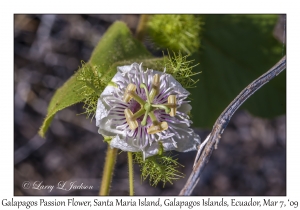 Galapagos Passion Flower