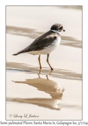 Semi-palmated Plover