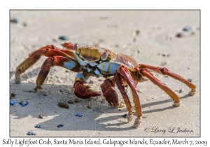 Sally Lightfoot Crabs