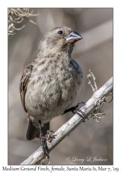 Medium Ground Finch, female