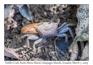 Fiddler Crab