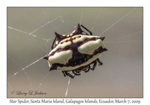 Star Spider