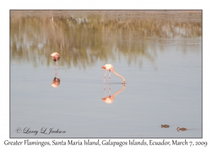 Greater Flamingos