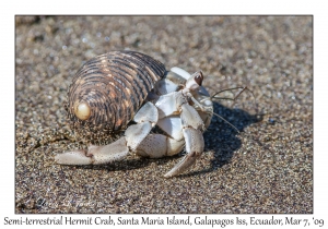 Semi-terrestrial Hermit Crab