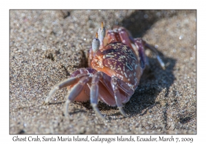 Ghost Crab