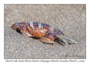 Ghost Crab