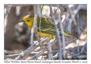 Yellow Warbler