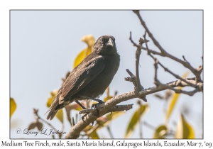 Medium Tree Finch, male