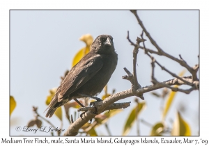 Medium Tree Finch, male