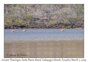 Greater Flamingos