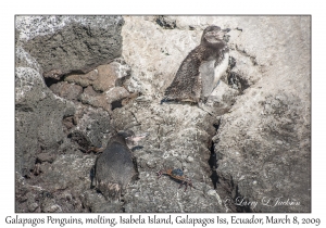 Galapagos Penguins, molting