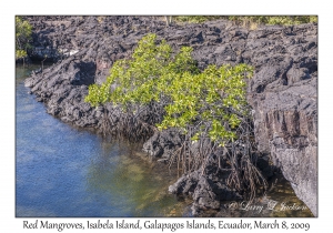 Red Mangroves