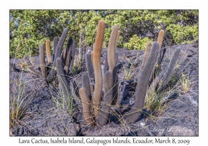 Lava Cactus