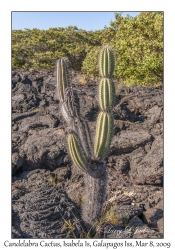 Candelabra Cactus