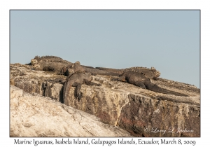 Marine Iguanas