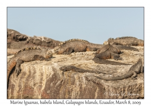 Marine Iguanas