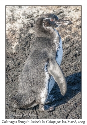 Galapagos Penguin