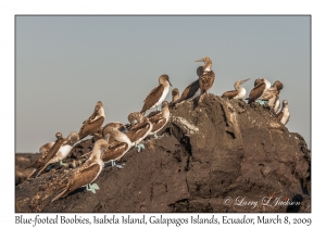 Blue-footed Boobies