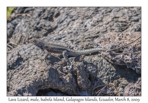 Lava Lizard, male